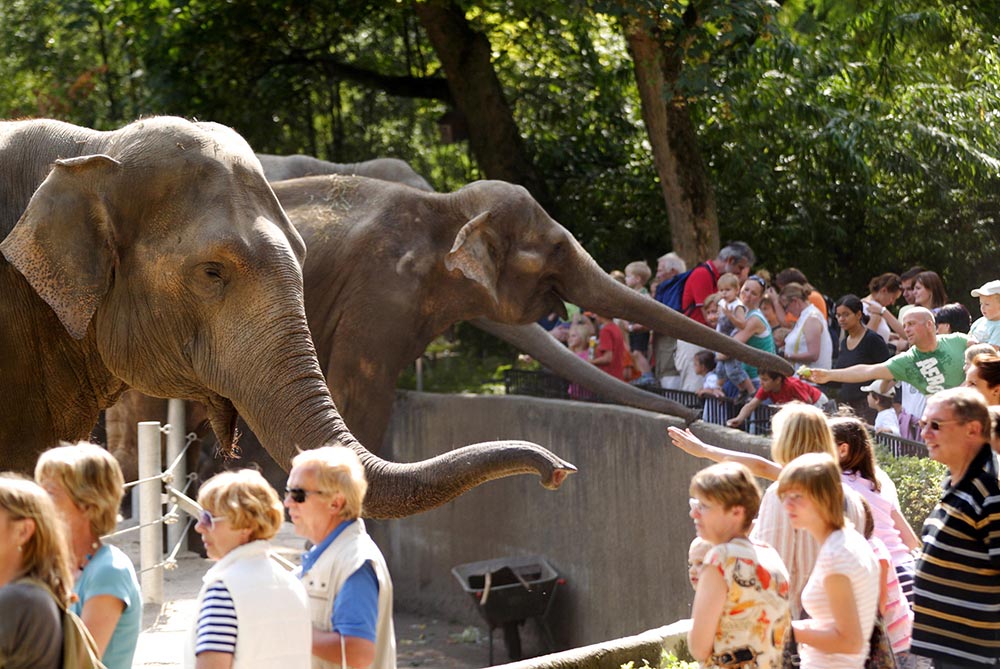 Elefanten im Tierpark Hagenbeck