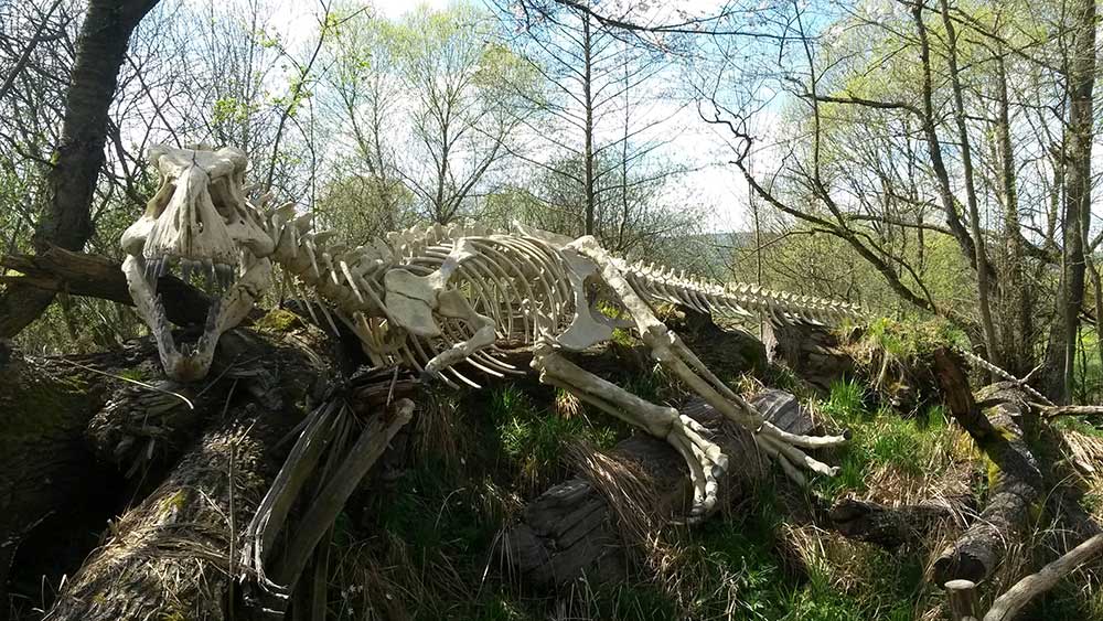 Familienurlaub Bayerischer Wald: Ein Dinosaurierskelett am Wegesrand im Wildgarten Furth